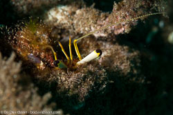 BD-151223-Dauin-9324-Dardanus-lagopodes-(Forskål.-1775)-[Reef-hermit-crab].jpg